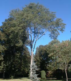 Fvier  3 pines inermis, Fvier d'Amrique